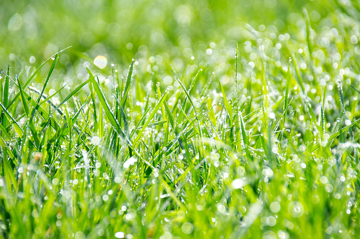 How to Water Your Lawn